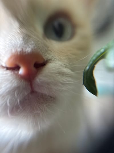A close-up, out-of-focus macro photograph shows the face of a domestic cat. The cat's nose is prominently featured in the foreground, appearing pink and wet. Its whiskers are visible as fine, white lines extending outwards. To the right, a blurry green object, possibly a leaf or plant, is partially in focus. The cat's fur is light-colored, likely white or cream. The background is a soft blur of neutral tones. The image provides no information about its location in Боголюбово, Russia, or any context beyond the immediate subject matter.