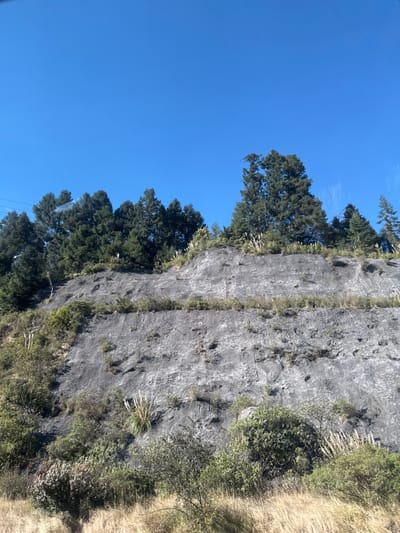 A rocky cliff face with vertical striations dominates the scene. Patches of grass and shrubbery cling to the rock. A line of tall, dark green trees stands along the cliff's edge, contrasting with the light blue, cloudless sky above. A strip of dry, golden grass is visible on the right side, adding to the natural landscape.
