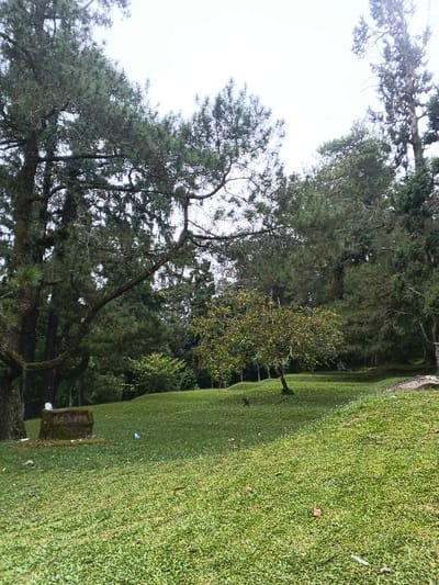 The image displays an outdoor, natural landscape in Tah, Vietnam, under an overcast sky. A large, upward-sloping expanse of manicured green grass dominates the foreground and mid-ground. Numerous tall, dark green coniferous trees, likely pines, densely populate the background and line the left and right edges of the frame. Some of these trees exhibit visible hanging moss or epiphytes from their branches. In the mid-ground, slightly right of center, a smaller, lighter green deciduous-like tree stands alone on the grassy slope. In the lower-left foreground, a moss-covered, rectangular stone or concrete block is situated, with white debris and a light blue plastic item resting on the grass nearby. Faint, illegible markings are visible on one side of the stone block. Scattered brown leaves are present on the grass in the lower-right quadrant. No individuals or animals are visible within the scene.