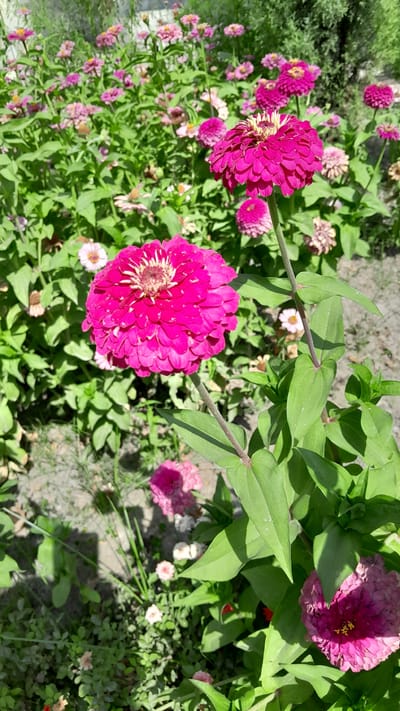 In Denov, Uzbekistan, a close-up, eye-level shot captures a vibrant bed of pink and magenta zinnias under bright sunlight. The foreground is dominated by two large, fully bloomed zinnias, their petals layered and densely packed, one a deep fuchsia and the other a lighter magenta. Behind them, a profusion of smaller zinnia blooms in various shades of pink and white create a lush backdrop. The plants are lush and green, with broad leaves and sturdy stems. The ground appears to be a mix of soil and gravel, with some dried leaves scattered around. The overall impression is one of a well-tended garden in full bloom, bathed in the warm light of a sunny day.