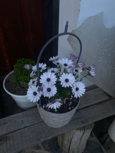The scene is an outdoor setting in Vlado Trichkov, Bulgaria. A light-colored, textured ceramic pot containing numerous blooming African Daisies (Osteospermum) with white petals and dark purple centers, along with several purple-tinged buds, occupies the central foreground. A dark grey metal arch-shaped handle is attached to the pot. This pot rests on a surface constructed from weathered wooden planks. To the left, a white plastic pot containing a dense green shrub is partially visible. In the background, to the left, a dark reddish-brown wooden door or paneling is present. To the right, a wall displays areas where light-colored plaster has peeled away, revealing a textured, dimpled substrate, with a pale blue paint visible above the exposed section. No individuals or animated subjects are depicted.