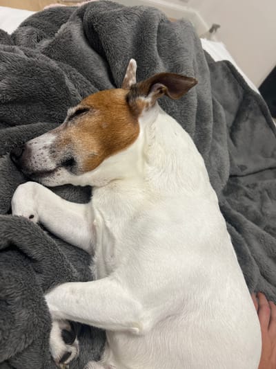 A Jack Russell terrier is asleep on a gray, fluffy blanket. The dog's body is mostly white, with a brown and white head. One ear is erect and the other is flopped over. The location is unknown and there is no basis for it to be in Blackburn, United Kingdom.