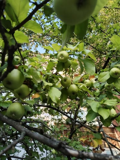 The image depicts a close-up view of green apples growing on a tree, with lush green leaves and dark branches filling the frame. The apples vary in size and are distributed throughout the branches. In the background, hints of buildings with windows and a clear blue sky are visible, suggesting an outdoor urban environment. The overall impression is of a fruit-bearing tree in a residential or park area. The scene is located in the city of Roshchinsky, Russia.
