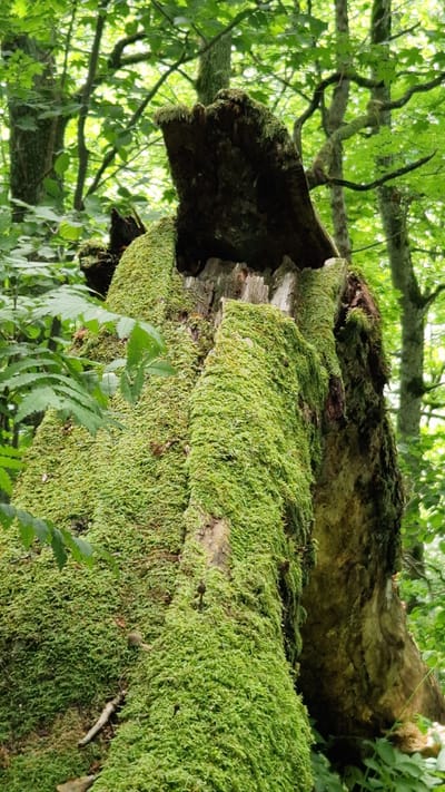 A moss-covered tree stump stands in a forest, likely in Embūte, Latvia. The stump is the primary subject, with thick, vibrant green moss covering most of its surface. The top of the stump appears to be broken, with a dark, rough edge exposed. Several small mushrooms are visible growing on the mossy surface of the stump. The background consists of dense green foliage, including leaves and tree trunks, suggesting a natural forest environment. The lighting is diffused, indicating it is daytime and possibly overcast. There are no people or animals visible in the image.
