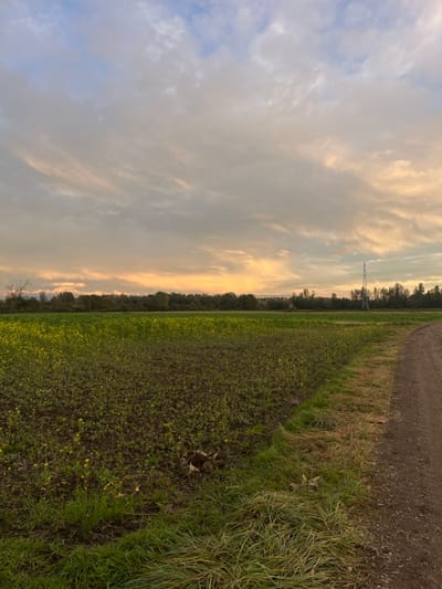 This image displays a rural landscape near Hœrdt, France, at a time of day consistent with dusk or dawn. The sky occupies the upper two-thirds of the frame, featuring extensive stratocumulus cloud cover. The upper sky is light blue-grey, transitioning to warm orange and yellow hues at the horizon, indicative of low sun angle. The foreground on the right features an unpaved reddish-brown dirt path, bordered by a strip of green and browning grass. To the left of the path, extending across the majority of the lower frame, is an agricultural field containing low-growing green plants interspersed with numerous small yellow flowers. A small pile of disturbed soil and dried vegetation is present within this field in the immediate foreground. A dense, dark green tree line forms the horizon, stretching across the entire width of the image. A tall, slender, metallic lattice structure, resembling an electricity pylon or communication tower, is visible above the tree line on the right side of the background. No people, animals, or active interactions are depicted.