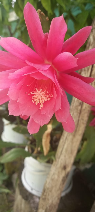 A close-up, eye-level, full shot captures a vibrant pink cactus flower in bloom. The petals, a rich magenta at their tips and fading to a lighter pink towards the center, are unfurled, revealing the flower's delicate stamen, which are tipped with pale yellow pollen. The flower's intricate structure is sharply in focus, while the background blurs into a soft wash of green foliage and hints of white planters. A rustic wooden stake runs diagonally through the right side of the frame, adding a textured element to the composition. The scene appears to be in an outdoor setting, possibly a garden or a patio, with the natural light highlighting the flower's luminous color. There is no discernible location within the city of Тоқушы ауылдық округі, Kazakhstan.