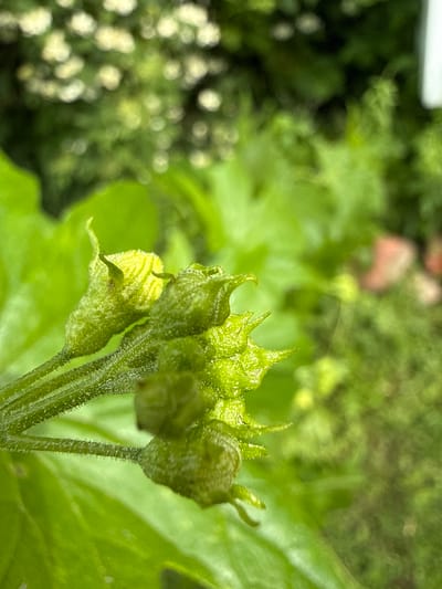 The image displays a close-up view of several small, green, immature fruits or buds on a plant, with a blurred background of foliage and white flowers. The subject is positioned slightly to the left of the frame, with a shallow depth of field that renders the background out of focus. The fruits are bumpy and have pointed tips. The plant's stem and leaves are covered in fine, white hairs. The overall lighting suggests an outdoor, daytime setting, possibly a garden. The location is identified as Užliekniai, Lithuania.
