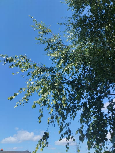 A low-angle, medium shot captures a bright, clear blue sky filled with the dappled green foliage of tree branches. The leaves, predominantly light green and appearing somewhat wind-blown, hang from thin branches that extend across the frame. Some of the leaves are in sharp focus, while others are blurred, suggesting movement and depth. In the distance, a few scattered white clouds are visible against the blue expanse. Towards the bottom of the image, a portion of a low-rise building with a reddish-brown roof is partially visible, along with a distant power transmission tower. The overall impression is one of a sunny day outdoors.