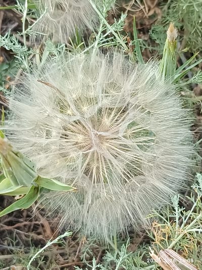 A close-up, overhead view captures a large, feathery seed head of a plant, likely a species of Tragopogon or similar, dominating the frame. The seed head is white and fluffy, with numerous thin, wispy filaments radiating outwards from a central core. Surrounding the seed head is a bed of dry, brown earth and scattered green and grey foliage, consistent with a natural, uncultivated environment. The lighting suggests an outdoor setting, possibly during daylight hours. The timestamp "20.06.2026 16:09" is visible in the lower right corner, indicating the time and date the image was captured. The location is identified as Ak-Beshim, Kyrgyzstan. There are no people or observable actions taking place. The scene is static and focuses on the botanical subject.