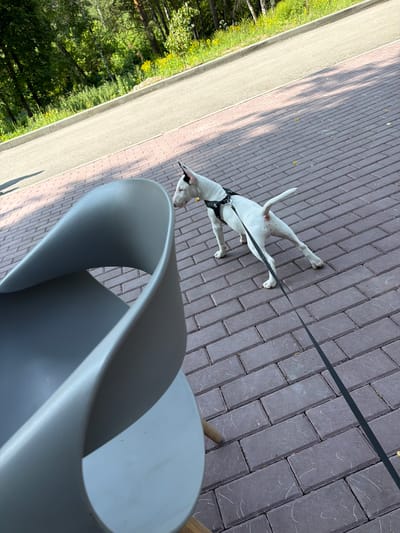 A white bull terrier is on a leash and standing on a brick-paved area. The dog is wearing a black harness and looking to the left. In the foreground, a gray chair is partially visible. Behind the dog and brick area, there is a paved road and a grassy area with trees and yellow flowers. The scene appears to be outdoors in a public space, possibly a park or a street in Morozovo, Russia.