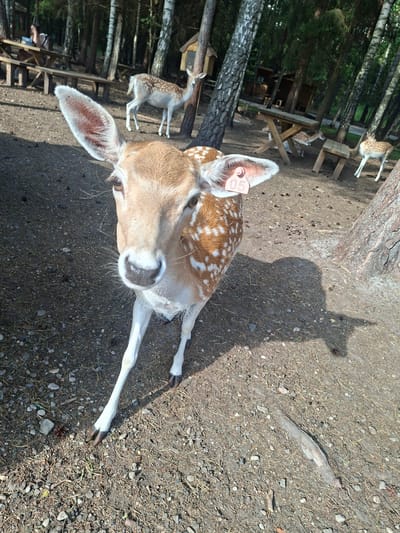 A Fallow deer with a pink tag on its ear, numbered 05, stands in the foreground of a wooded area in Karčiupis, Lithuania. The deer is facing forward, its head slightly tilted. Its coat is brown with white spots. In the background, other deer are visible, as are picnic tables, wooden benches, and trees. The ground is covered in dirt, gravel, and pine needles. Sunlight casts shadows on the ground, indicating it is daytime. The scene appears to be a park or nature reserve.