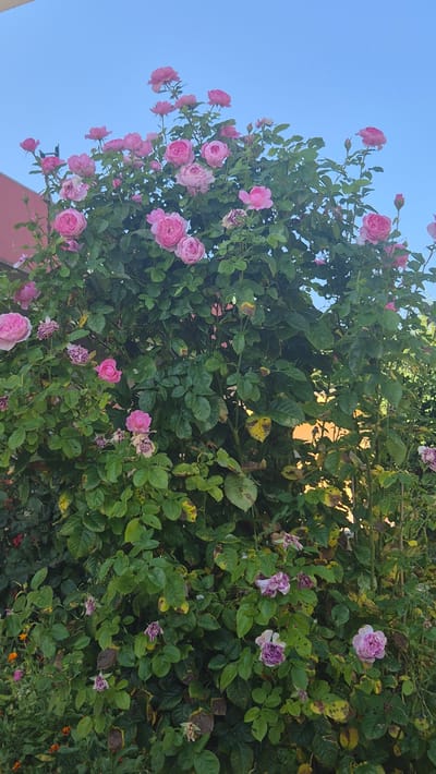 In the city of Momin Sbor, Bulgaria, a large rose bush is in bloom under a clear blue sky. The bush is densely packed with vibrant pink roses in various stages of bloom, from tight buds to fully opened flowers. The leaves of the bush are a deep green, with some showing signs of yellowing or browning, indicating the passage of time. The bush is situated in an outdoor environment, with hints of a building and other foliage visible in the background. The lighting suggests it is daytime, likely late afternoon, as there is a warm glow filtering through the leaves. There are no people visible in the image. The overall scene is one of natural beauty and growth, capturing the essence of a garden in its prime.
