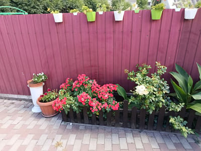 In the city of Makariv, Ukraine, a suburban backyard scene unfolds along a weathered, maroon metal fence. Several planters, in shades of white and green, are affixed to the fence at various heights, each holding small green plants. Below, a collection of potted plants thrives. A large terracotta pot overflows with vibrant pink roses, their delicate petals clustered together. Adjacent to it, a white urn-like planter contains a smaller arrangement of white flowers. A low, dark wooden fence acts as a border for the rose bush. To the right, a large-leaved green plant, possibly a Canna lily, stands tall. A single white rose blooms on a bush to the left of the Canna lily. The ground is paved with light-colored brick pavers arranged in a diagonal herringbone pattern. Lush green foliage from trees is visible along the top edge of the fence, suggesting the presence of a garden or natural landscape beyond.