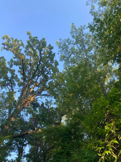 This is a low-angle, full-shot, outdoor photograph of trees against a clear blue sky. The trees are dense and leafy, with sunlight filtering through the branches, creating a dappled effect. The perspective looks upwards towards the canopy, revealing the intricate network of branches and foliage. The scene appears to be a natural setting, possibly a park or forest, within the Town of Peru, United States of America. No people, animals, or man-made objects are visible in the image.