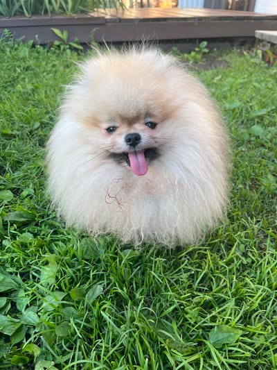 A fluffy Pomeranian dog is lying on the grass. The dog is light cream in color with a dark nose and dark eyes. Its pink tongue is hanging out of its mouth. The dog is looking up at the camera. The background is a lawn of green grass. There is also a wooden fence and some leaves visible in the background. The time of day appears to be daytime, and the weather seems to be pleasant. The image conveys a sense of joy and playfulness.