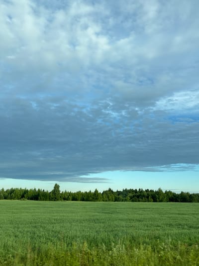 A wide shot captures a vast, green field of crops stretching towards a dense line of trees in the distance under a cloudy sky. The field is a uniform green, with rows of vegetation slightly visible. A thick forest of various trees forms a dark green border across the horizon. Above the trees, the sky is a soft blue, partially obscured by a layer of grey and white clouds. The overall scene is a natural landscape with no visible people or man-made structures. The location is identified as Povarёnki, Russia.