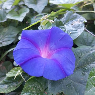 A close-up, overhead view captures a vibrant blue morning glory flower, its petals unfurling to reveal a soft pink and purple gradient at its center. The flower is nestled among lush green leaves, some of which show signs of wear, with small holes and pale spotting. A delicate, pale green tendril curls near the flower's stem. The image is composed in natural light, with a shallow depth of field that blurs the background foliage. There are no people or actions depicted. The scene is likely a garden or natural setting within the region of Gundaling 2, Indonesia, given the foliage and flowering plant.