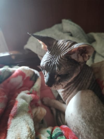 This is a close-up, eye-level, medium shot of a Sphynx cat resting on a blanket. The cat is facing to the right of the frame, with its head turned slightly downwards. Its skin is wrinkled and has a mottled grey and pink coloration. Its large ears are prominent and pointed upwards, with dark grey interiors. The cat appears to be relaxed or perhaps drowsy, with its eyes partially closed.
The cat is nestled within a soft, colorful blanket that has a pattern of red, pink, white, and green floral elements. Behind the cat and blanket, the background is blurred and dark, suggesting an indoor setting with dim lighting, possibly late evening or night. The overall impression is one of comfort and warmth, with the cat in a peaceful repose. No visible text is present in the image.