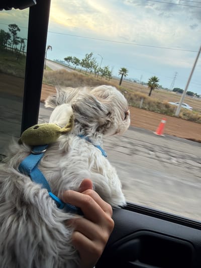 A fluffy white dog, secured with a blue harness, is positioned near the open window of a moving vehicle. A human hand is visible, holding the dog's harness. Outside the window, the blurred scenery indicates motion, including palm trees, power lines, and an orange traffic cone. The environment appears to be a developed area with a mix of vegetation and infrastructure. The location is uncertain and no evidence to support Tlaxcalancingo, Mexico as the location.