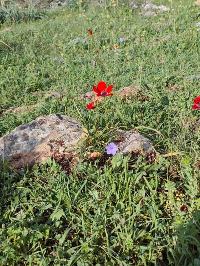 A vibrant outdoor scene features a variety of flowers and lush greenery. Red anemones stand out, with one in full bloom near a textured gray rock. A single purple flower blooms nearby, adding a contrasting color. The ground is covered in grass and other plants, creating a natural meadow-like setting with scattered yellow and blue wildflowers in the distance.