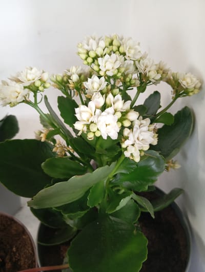 A close-up, eye-level shot shows a potted Kalanchoe plant with white flowers and dark green, succulent leaves. The plant is centered in a dark gray pot filled with soil. The background is a plain white wall, with the right side slightly out of focus. The lighting is soft and diffused. The image was taken on an overcast day. The plant appears healthy and well-maintained. There are no people or other animals in the image. The location is Novodesyatnikovo, Russia.