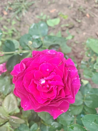 The image displays a detailed, top-down close-up of a vibrant fuchsia-magenta rose in full bloom, captured in a garden setting in Tsarev Brod, Bulgaria. The rose, centrally positioned and sharply in focus, exhibits numerous overlapping petals, each with slight undulations. Multiple small, clear water droplets are visible on the petals, particularly concentrated towards the center of the bloom and on the upper-right side. The very core of the rose reveals a few lighter, almost white, petal tips or details. The background is rendered with a shallow depth of field, resulting in a soft, blurred effect. Out-of-focus green foliage, likely rose leaves, with discernible water residue, occupies the lower and middle-left portions of the background. Patches of blurred, light brown soil or earth are visible throughout the upper and middle-right background. No human figures, animals, or specific man-made structures are present in the frame. The scene is illuminated by diffuse, natural light.