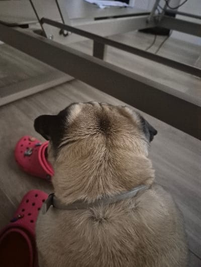 A fawn-colored pug, viewed from a rear perspective, is the primary subject in an indoor setting in San Lorenzo de El Escorial, Spain. The pug is positioned with its back to the viewer, slightly turning its head towards the upper right of the frame, revealing its short, light brown fur and black ears. A light gray collar is visible around its neck. To the left of the pug, two pink clogs with distinct ventilation holes and several multi-colored decorative charms are resting on a light-colored planked floor, consistent with laminate or wood. In the blurred background, the structural framework of a light-colored metal or wooden furniture piece, possibly a bed base or table, is visible, partially obscured. No human presence is directly observed, and no specific action is occurring beyond the static arrangement of the subjects.