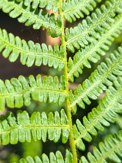 The image is a close-up shot of a green fern frond. The frond is segmented with delicate, serrated leaflets. Thin, wispy strands of spiderweb are visible between some of the leaflets. The background is out of focus, with dark and light green areas suggesting foliage and shadows. The lighting appears to be natural, casting subtle shadows on the frond, highlighting its texture and the veins within the leaflets. The photo was taken outdoors, in a natural environment, likely in the city of Žemaitkiemis, Lithuania, given the context provided. There are no people or discernible actions occurring in the image.
