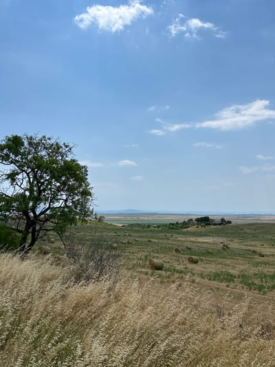 The image depicts a rural landscape in Kableshkovo, Bulgaria, under a bright, partly cloudy sky, suggesting it is daytime. The scene is dominated by a vast field that transitions from tall, golden grasses in the foreground to a stubbled field dotted with numerous round hay bales in the middle ground.

The foreground features a large, leafy green tree with a dark, gnarled trunk and branches, its leaves rustling gently. Beside the tree, dry, tall grasses are particularly prominent, creating a textured and golden edge to the frame. Beyond this, the field stretches out, showing rows of cut grass and scattered hay bales, some appearing freshly made and others weathered. The terrain slopes gently towards a distant horizon.

In the mid-ground, a line of trees and some small buildings are visible, suggesting a small settlement or farmstead within the agricultural expanse. The horizon line is low, with a hazy, distant landscape of rolling hills or mountains under the pale blue sky. Scattered white clouds drift across the sky, some wispy and others more defined. The overall impression is one of peaceful, rural agriculture, likely during late summer or early autumn when hay is harvested and baled. There is no visible text in the image.