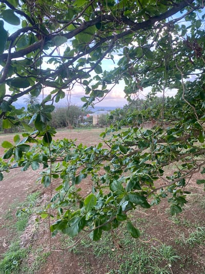 The scene depicts a view through the dense, green foliage and branches of a tree, located in Capesterre-Belle-Eau, France. The foreground is occupied by numerous dark brown tree branches with broad, ovate green leaves, some showing signs of minor damage or discoloration. Several thin, dried vines or aerial roots hang vertically amidst the leaves.
Beyond the immediate tree canopy, a large, irregularly shaped patch of disturbed reddish-brown earth is visible, sparsely covered with green grass and weeds, indicating an undeveloped or recently cleared plot of land.
In the far background, under a sky displaying hues of light blue, pink, and purple, a body of blue ocean is discernible. To the left, a solitary palm tree silhouette stands against the horizon. Towards the right, partially obscured by distant foliage, are two structures: one features a distinct red roof and light-colored walls, while another lighter-colored building is partially visible further right. No individuals or active subjects are present. The lighting suggests either early morning or late afternoon conditions.