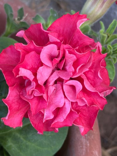 A vibrant double petunia flower, predominantly fuchsia with lighter pink undertones and ruffled edges, is centrally depicted in a close-up, top-down perspective in the city of Ol'khovo, Russia. The bloom features numerous densely packed, intricate petals that create a textured, voluminous appearance. Soft green foliage, appearing slightly fuzzy, is visible in the lower left, upper left, and upper right portions of the frame, partially surrounding the flower. In the upper right background, a blurred, elongated pale green stem or bud is discernible. A blurry reddish-brown object, consistent with a terracotta pot, occupies the lower right background. The scene is illuminated by natural light, highlighting the flower with a shallow depth of field.