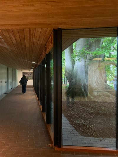 An indoor corridor with a long glass wall overlooks an outdoor natural environment. The location is the Louisiana Museum of Modern Art in Humlebæk, Denmark.
**Indoor Environment:**
The corridor features a reddish-brown brick-patterned floor and a light-colored wooden slatted ceiling. Recessed circular light fixtures illuminate the pathway. The left wall is plain light-colored, exhibiting several vertical elements, possibly doors or display panels, and two dark vertical poles. The right wall consists of large, rectangular glass panes set in dark vertical mullions, extending the length of the visible corridor. Above the glass wall, below the ceiling, a series of light brown woven or braided decorative elements are visible. Further down the corridor on the left, a dark-toned landscape-style artwork is displayed.
**Human Presence (Indoor):**
One individual, viewed from behind, is walking away from the camera down the left side of the corridor. They are dressed in a dark jacket or sweater, dark pants, and dark shoes. They carry a light-colored item under their left arm.
**Outdoor Environment (viewed through the glass):**
Immediately outside the glass wall, a massive, mature tree with a thick, multi-branched light-gray trunk dominates the view. Its prominent root system is visible at ground level. Green foliage is present on its branches. The ground beneath the tree consists of dark soil with scattered leaf litter. A section of light-colored brick or paver pathway runs parallel to the building on the exterior. In the far right of the outdoor scene, partially visible through or reflected in the glass, are two individuals standing near the base of the large tree. One individual in a light-colored top appears to be gesturing with their right arm. Beyond the primary tree, additional slender tree trunks indicate a wooded area.