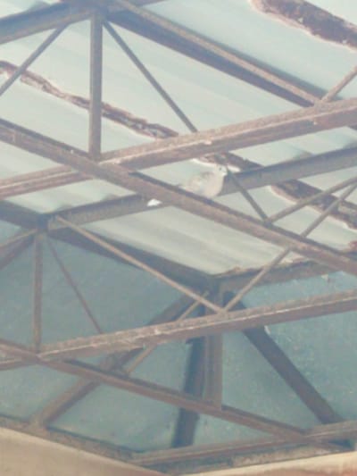 An under-view of a corrugated metal roof structure supported by rusty metal beams. A light-colored bird is perched on one of the beams. The scene is located at the Balkanabat Airport in Balkanabat City, Turkmenistan.