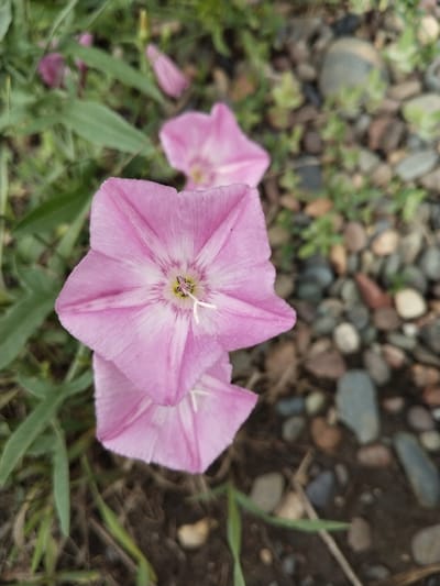 The image shows a close-up, high-angle view of several pink bindweed flowers in bloom. The foreground is dominated by the largest, fully open flower, displaying five distinct petals with lighter pink or white veins radiating from the center. The center of this flower reveals reproductive parts, including stamens with pollen. Below it, partially visible, is another bloom in a similar state of opening. The flowers are set against a background of green foliage on the left and a scattering of small, smooth pebbles and dirt on the right. The pebbles are of various earthy tones, including grays, browns, and muted reds. The lighting suggests an outdoor setting, possibly during daylight hours. No people or specific landmarks that would indicate a location within the city of Зелёное, Russia are visible.