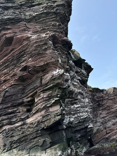 A low-angle, medium shot captures a sheer, stratified cliff face with layers of reddish-brown and dark grey rock. The rock exhibits significant erosion, creating intricate patterns of horizontal lines, crevices, and small cavities. Large patches of white guano are visible, indicating a nesting site for numerous seabirds, many of which are perched on ledges and within the rock formations. The sky above is a pale, clear blue. The scene appears to be a coastal cliff in Shetland, United Kingdom, likely an area frequented by seabird colonies. No people are present.