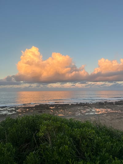 The image depicts a coastal scene at twilight, likely sunrise or sunset, within the Wollongong City Council area, Australia. The upper half of the frame is dominated by a clear, pale blue sky, transitioning to a lighter blue closer to the horizon. Horizontally across the mid-ground, a band of cumulus clouds, illuminated with a prominent warm orange-pink hue from the low sun, stretches across the sky, with larger formations to the left and right. Below the clouds, the ocean surface reflects this warm light, creating a shimmering orange-pink path across the water. Small waves are visible breaking closer to the shore. The immediate foreground features a rocky intertidal zone, partially submerged in calm water, with numerous tide pools reflecting the sky and cloud colors. The very bottom of the frame is occupied by dense, dark green leafy vegetation, extending across the width of the image, obscuring the ground directly beneath it. No people or artificial structures are present.
