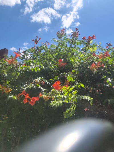 The image shows a close-up, upward-looking view of a vine covered in bright orange trumpet-shaped flowers against a blue sky with scattered white clouds. The vine has lush green leaves and some of the flowers are in clusters. A portion of a dark-colored building, possibly a residential structure with vertical stripes, is visible on the left side of the frame, peeking out from behind the foliage. The scene is bathed in sunlight, with some areas of the foliage brightly illuminated. There is a noticeable lens flare in the lower right corner of the image, appearing as a bright, diffused light source. No people are present in the image. The image appears to be taken outdoors, likely in a garden or yard setting. The weather conditions suggest a clear, sunny day. The specific location in the city of Verkhnetemernitsky, Russia, is not visually discernible from the image content alone.