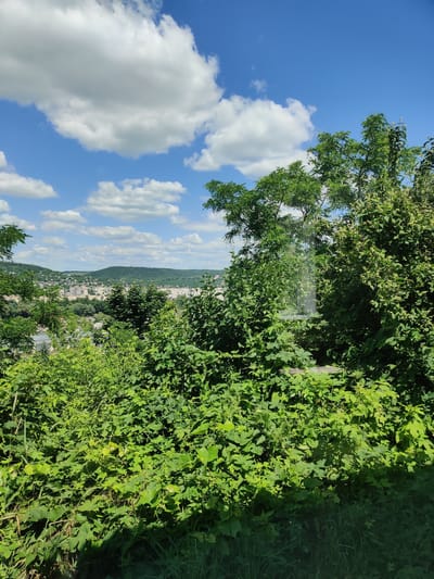 This is a photograph taken from an elevated vantage point overlooking the city of Otaci, Moldova. The foreground is dominated by lush, dense green foliage, with thick bushes and trees obscuring much of the view. The leaves are a vibrant green, indicating a warm, sunny day.
Beyond the foliage, a city stretches across rolling hills. Numerous buildings, predominantly light-colored with red or grey roofs, are visible. The urban landscape blends into the natural environment, with trees interspersed among the structures. In the distance, larger, darker green hills form a backdrop to the city.
The sky above is a clear, bright blue, dotted with large, fluffy white clouds. Sunlight illuminates the scene, casting shadows on the vegetation and highlighting the textures of the leaves. The overall impression is one of a verdant, sun-drenched day in a city nestled within a hilly landscape.