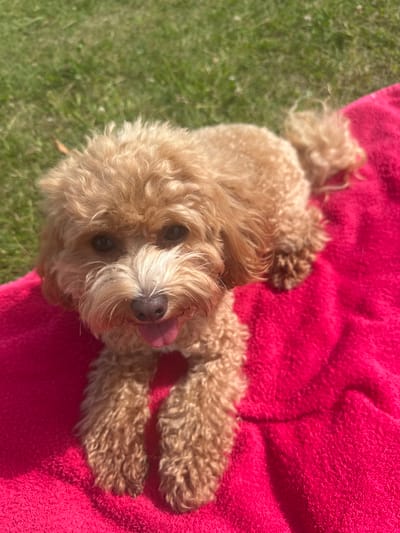 A light brown, fluffy dog with curly fur is lying on a vibrant pink blanket outdoors. The dog is facing the camera, with its head tilted slightly upwards. Its tongue is playfully sticking out of its mouth, and its dark eyes are looking directly at the viewer. The dog's paws are stretched out on the blanket. The background shows a patch of green grass, suggesting the dog is on a lawn or in a park. The lighting indicates it's a sunny day, with clear shadows cast on the pink blanket. The scene evokes a sense of relaxation and contentment.