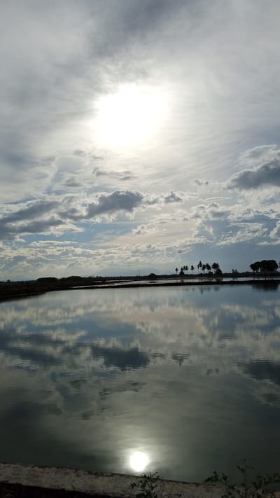 A wide, calm body of water reflects the sky and a line of silhouetted palm trees and other vegetation against a cloudy sky. The sun is partially obscured by clouds, creating a bright, diffused light. The water's surface is smooth, indicating minimal wind. The foreground is a concrete edge with some sparse green foliage. The scene appears to be in an open, possibly rural area, consistent with the location of Pasi ie Leubeue, Indonesia, which is known for its agricultural landscapes and water bodies.