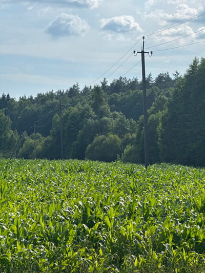 The image shows a field of tall, green corn under a partly cloudy sky. Several utility poles with wires stretch across the scene, with a dense line of trees forming the background. The foreground is dominated by the vibrant green corn stalks, catching the sunlight. In the distance, the trees create a dark green wall against the lighter sky. The scene appears to be in a rural area. The location is Нёманскі сельскі Савет, Belarus.