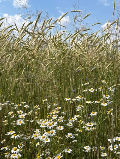 A vertical, medium shot captures a field of wheat stalks and daisies under a partly cloudy blue sky. The wheat stalks are tall and dense, with some showing developing grains. Interspersed among the wheat and in the foreground are numerous white daisies with yellow centers. A few small blue flowers are also visible within the foliage. The scene is set outdoors in a rural or agricultural area. The location is identified as Semenovo, Russia. There are no people or animals present in the image.