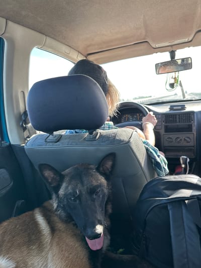 The interior of a vehicle is shown, with the driver partially visible in the front. The vehicle appears to be in motion. A dog, possibly a Belgian Malinois, is in the back seat with its head resting on the passenger seat. A person with blonde hair and a baseball cap is in the back seat. A black backpack sits in the back as well. The dashboard is visible in front of the driver. There is no information to indicate that this photo was taken in Pavlo-Ochakovo, Russia.