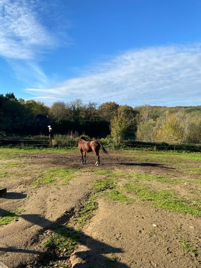 An outdoor scene in Saint-Denis-Catus, France, depicts a brown horse standing in a paddock under a clear blue sky. The horse is positioned centrally, facing away from the camera and slightly to its right. The ground consists of light brown soil with irregular patches of green grass. Long, dark shadows are cast from the left, indicating direct sunlight. In the far left foreground, a dark, circular object consistent with a tire is partially visible. Behind the horse, a thin, light-colored fence line is visible, supported by a wooden post to the left. Further back, a dense line of trees with varying autumnal foliage forms a natural boundary. A white, angular object, possibly a feeder or marker, is mounted on a wooden pole behind the fence line on the left. The sky occupies the upper half of the image, displaying wispy white clouds across a bright blue expanse. No other animate subjects or distinct actions are present.