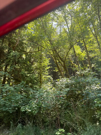 An outdoor, eye-level, medium shot captures a dense forest scene under bright sunlight, with a portion of a red object in the upper left corner obscuring the view. The forest is characterized by a variety of trees and lush green foliage. Sunlight filters through the leaves, creating a dappled effect and illuminating parts of the undergrowth. The image appears to be taken from a vehicle or a raised vantage point, as suggested by the red object at the top, which could be part of a car's roof or a railing. The environment is natural and verdant, with no people or discernible actions visible. The image is located in Seaside, United States.