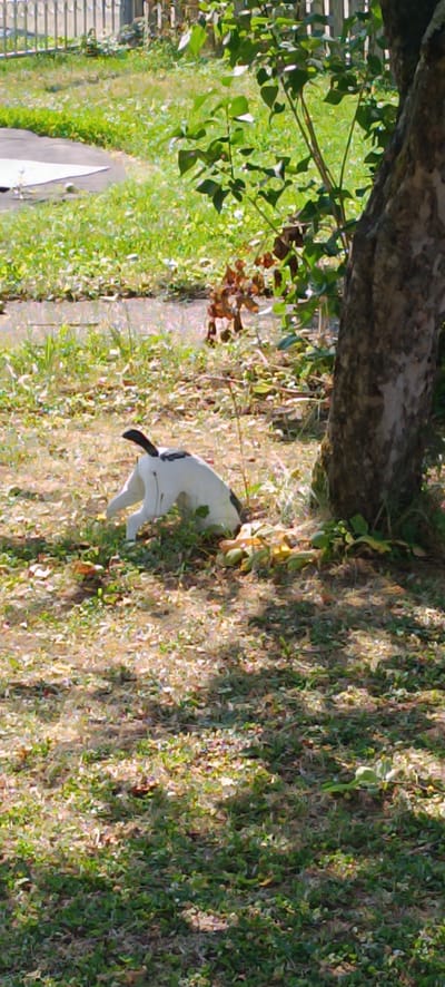 A small, black and white dog with its head down is digging in the grass near the base of a tree. The dog appears to be in a yard, with a wooden fence visible in the background. The ground is covered in dry leaves and patches of grass, suggesting it may be autumn. The sun is shining, casting shadows from the tree across the ground, indicating it is daytime. There is a paved path or patio area visible to the left of the dog. The overall scene is natural and casual. No text is visible.
