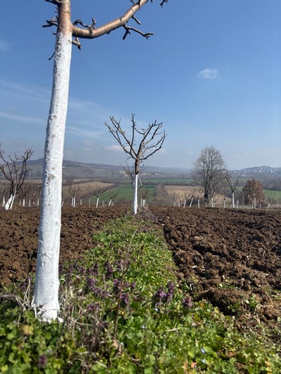 The image depicts an agricultural landscape in Gornik, Bulgaria, under a clear blue sky with minimal cloud cover. In the left foreground, a bare deciduous tree trunk, painted white from its base upwards, stands prominently. Below this tree, a narrow strip of dense green vegetation containing small purple flowers runs horizontally, separating the foreground from a freshly tilled field of dark brown earth that occupies the right foreground and midground. In the midground, a regular pattern of bare deciduous trees, each with its lower trunk painted white, extends into the distance, indicating an orchard. The background consists of rolling hills and fields, some appearing cultivated and others covered in light vegetation, with a distant urban skyline visible on the far right horizon. No individuals are present in the scene.