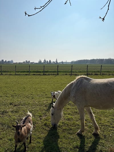The image presents a rural landscape in Bû, France, under a clear, light blue sky. In the immediate foreground, bare, out-of-focus tree branches extend into the upper portion of the frame. The main subjects are three animals in a sunlit green pasture. A light-colored horse, predominantly white with faint dapples, occupies the right side of the frame, its head lowered to graze on the grass. To the left, a brown and black goat with small, curved horns stands facing the viewer. Further back, between the horse and the left edge, a smaller white goat with dark spots is visible, also appearing to graze. Long shadows from the animals stretch across the grass, suggesting a low sun angle. A wooden fence line, consisting of vertical posts and horizontal rails, spans the midground, delineating the pasture from a vast, dark green cultivated field beyond. In the distant background, a dense line of deciduous trees forms a horizon, and to the far left, several white or light-colored buildings are discernible. A faint white contrail is visible high in the sky.
