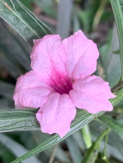 A close-up, eye-level shot captures a single, delicate pink flower in full bloom, its petals slightly crinkled and textured. The flower is the central subject, set against a soft-focus background of green foliage. The petals exhibit a subtle gradient of color, deepening to a vibrant pink at the center. The image was taken outdoors in the City Municipality of Chiang Rai, Thailand, amidst natural vegetation. The lighting appears to be natural daylight, highlighting the intricate details of the flower. No people or specific landmarks are visible, suggesting a focus on the botanical subject within a natural setting.