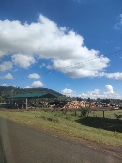 The image depicts a logging operation in Kibirichia Ward, Kenya. In the foreground, a paved road borders a grassy verge. Beyond the verge, a fenced-off area contains a large pile of wood chips and logs. A green-roofed structure stands to the left of the piles. In the background, a forested hill rises under a partly cloudy, blue sky. Overhead power lines are visible. No people are visible.